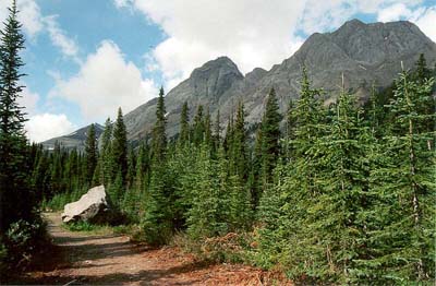 Burstall Pass Trail