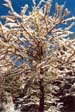 Blue Sky, White Snow, and Gold Larch