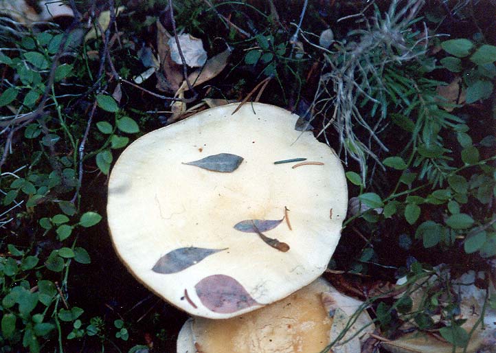 Still Life: Mushroom and Leaves