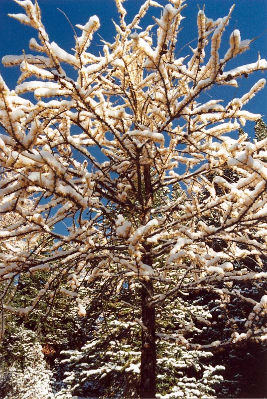 Blue Sky, White Snow, and Gold Larch