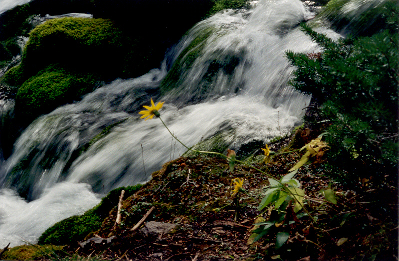 Arnica and Stream