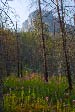 Fireweed and Charred Wood