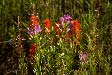 Fireweed and Paintbrush  