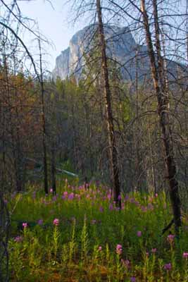 Fireweed and Charred Wood