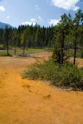 Orange Soil              