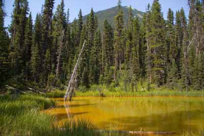 Opaque Pond              