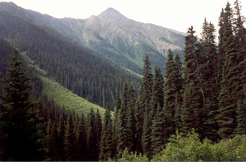 Floe Lake Trail