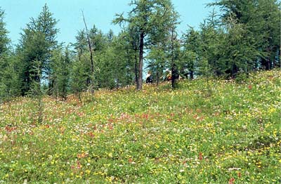 Numa Pass Trail