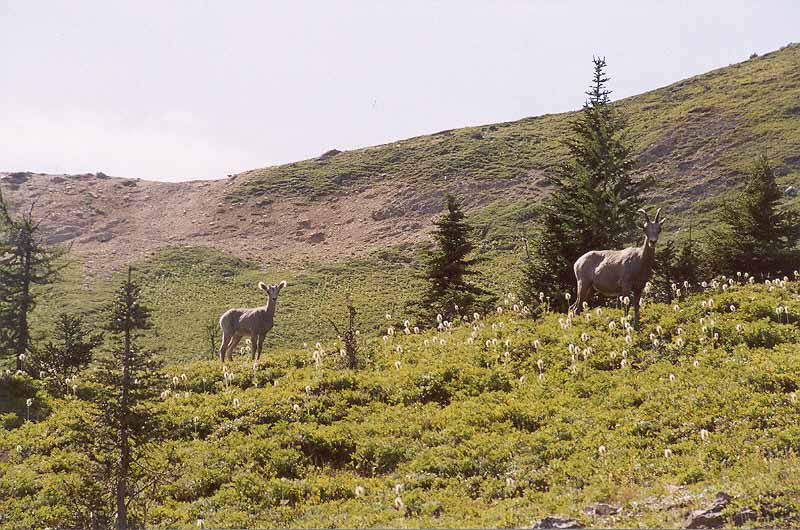 Sheep in the Sinclair Creek Valley