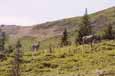 Sheep in the Sinclair Creek Valley