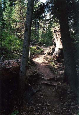 Burstall Pass Trail