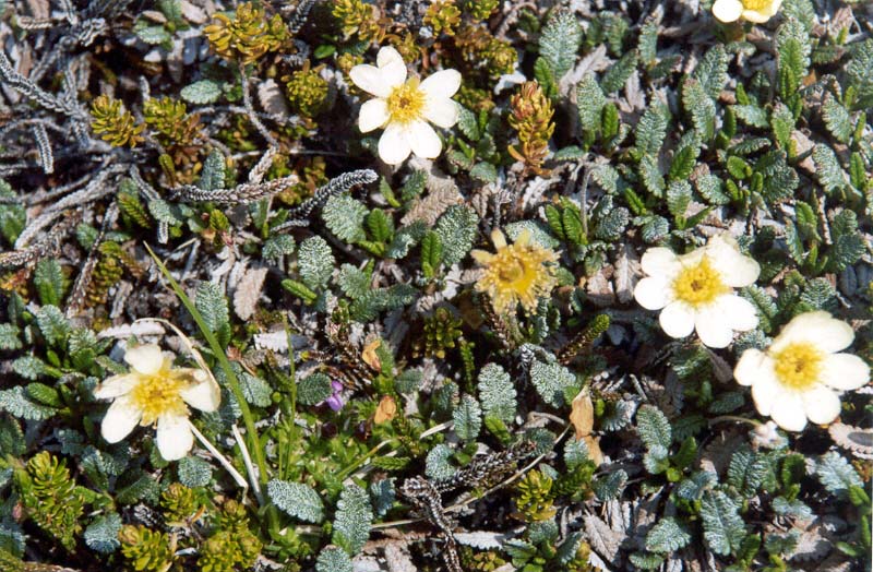 White Mountain Avens