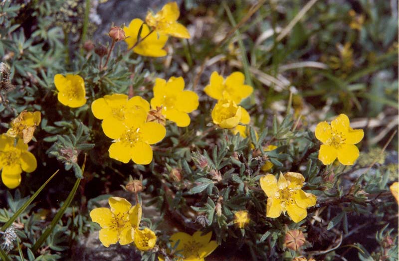 Alpine Cinquefoil